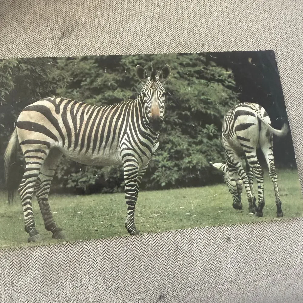 Vintage Larsen Bilder Würfel Wooden Picture Cubes Zoo Animals 15 Blocks Germany